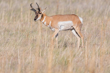 Pronghorn in the field of Antelope Island SP, Utah