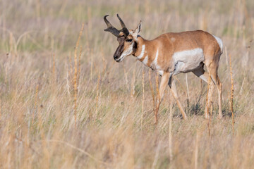 Pronghorn in the field of Antelope Island SP, Utah