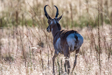 Pronghorn in the field of Antelope Island SP, Utah