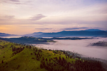 Dawn fog covers the lowlands between mountains with green meadows and spruce trees