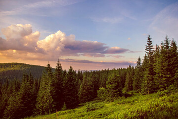 Spruce forest and glade against the background of mountains and cloudy sunset