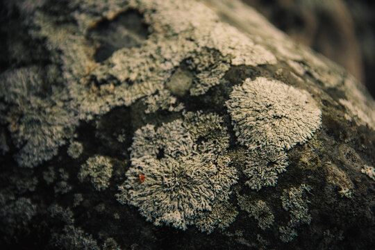 Textured gray lichen grows on a dark gray stone