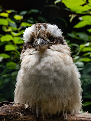 Eisvogel