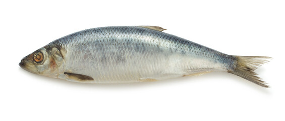 single salted herring fish isolated on white background