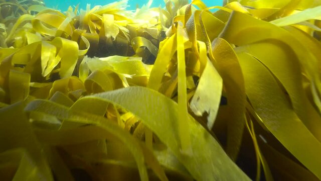 Laminaria kelp algae seaweeds underwater in the ocean, Atlantic, Spain, Galicia