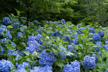辺り一面に咲く紫陽花