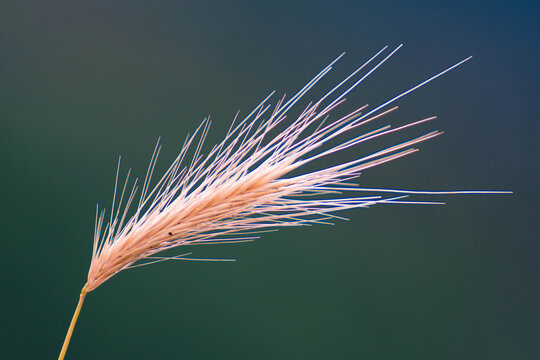 Cuidado con las espigas y los perros