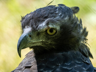 Fototapeta premium Adler