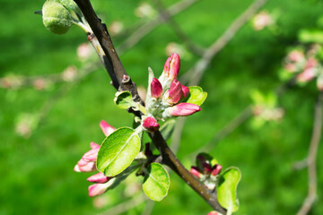 Obraz na płótnie Canvas Apple blossoms bloom on the branches. Close up of apple flowers with defocus in the background