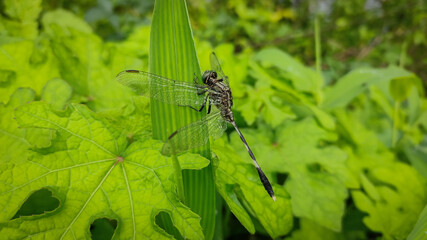 dragonfly on a leaf