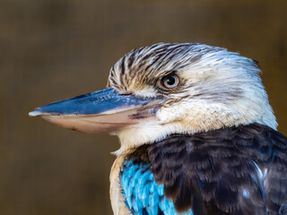 Eisvogel