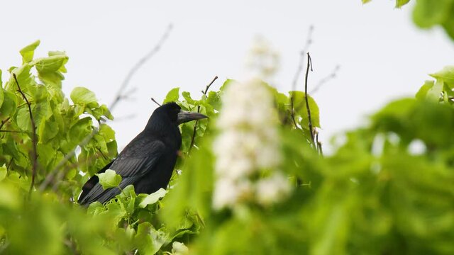 Rook birds (Corvus frugilegus) on a tree top with lush green leaves in summer time. 