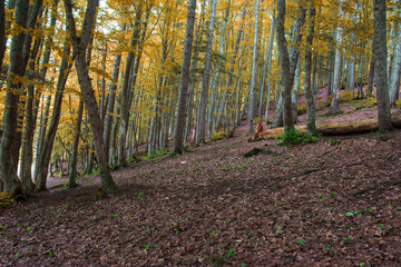 A wonderful grove of trees that have turned yellow and fallen in autumn in the Abant Lake National Park.