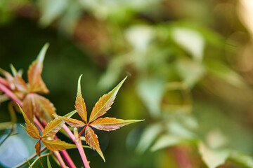Maiden grape, five-leafed wild. Branches of Plant leaves frame on a green background. Nature layout with place for text. Fresh leaves on a beautiful blurred background. Selective focus, copy space