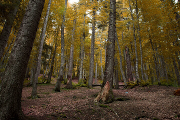 A wonderful grove of trees that have turned yellow and fallen in autumn in the Abant Lake National Park.