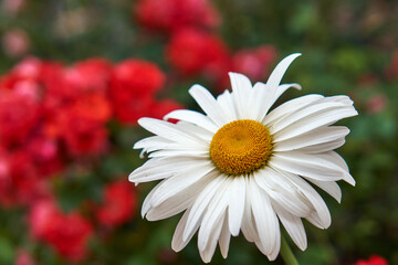 Fototapeta premium Chamomile big on a blurred background in nature. Top view Pure white flower greets spring. Blooming wild flower Matricaria or Matricaria Recutita. wild in summer meadow.