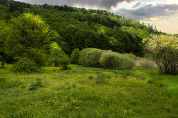 Fototapeta na wymiar A meadow and forest landscape filled with shades of green and wild flowers in Bolu, Abant national park
