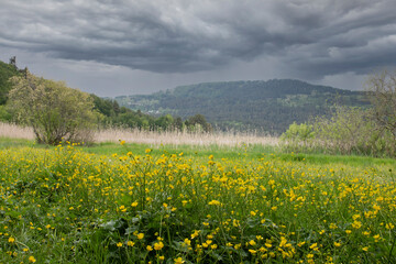Meadows full of wildflowers under a dark and stormy sky landscape. Bolu Abant National Park. Before Rain.