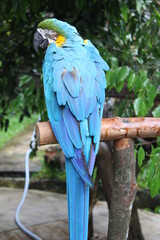 blue parrot © Andrew