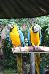 a pair