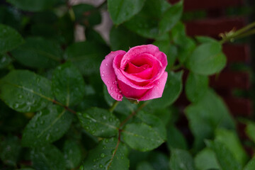 Pink rose in the garden after the rain.