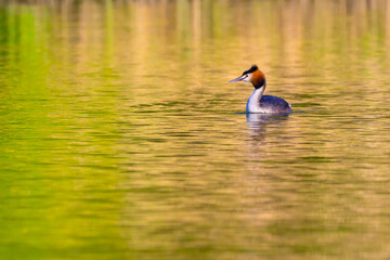 Great Crested Grebe, Podiceps cristatus, Biesbosch National Park, Noord-Brabant Province, Holland, Netherlands, Europe