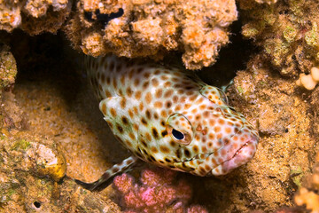 Coral grouper, Cephalopholis miniata, Coral Reef, Red Sea, Egypt, Africa