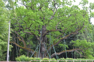 Dąb , Bartek , Zagnańsk  , Zagnańsk  dąb Bartek stary Dąb  