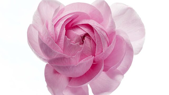 Beautiful pink ranunculus flower opening on white background, close up. Timelapse. Wedding, Valentines Day, Mothers Day concept. Holiday, love, birthday design backdrop