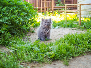 Small gray fluffy wild kitten with big eyes sits on the ground against a background of green grass on a sunny summer day