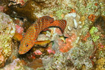 Coral grouper, Cephalopholis miniata, Coral Reef, Red Sea, Egypt, Africa