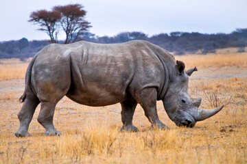 Obraz premium White Rhinoceros, Ceratotherium simum, Square-lipped Rhinoceros, Khama Rhino Sanctuary, Botswana, Africa
