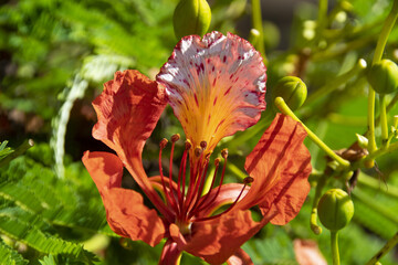 Flamboyant (flamboyan - Mille Fleurs) - Delonix regia (Hook.) Raf.