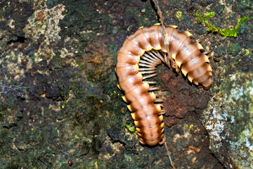 Millipede, Diplopoda, Tropical Rainforest, Marino Ballena National Park, Uvita de Osa, Puntarenas, Costa Rica, Central America, America