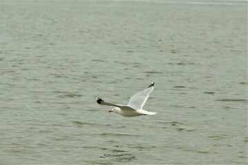 A seagull is flying above the water close to the coastline