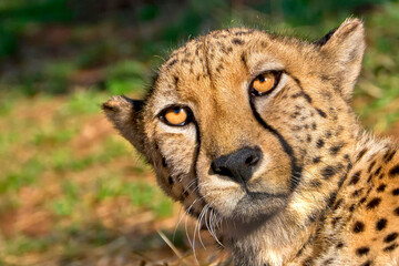 Cheetah, Acinonyx jubatus, Wildlife Reserve, South Africa, Africa