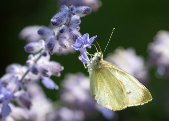 Butterfly Cabbage White  Feeding On Lavender Flower.