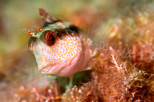 Ringneck Blenny, Parablennius pilicornis, Cabo Cope Puntas del Calnegre Natural Park, Mediterranean Sea, .Murcia, Spain, Europe.