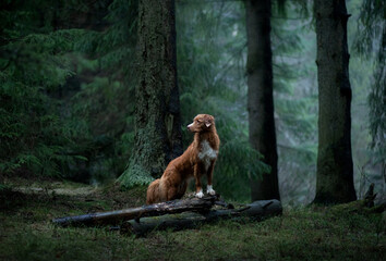 dog in the green forest. Nova Scotia Duck Tolling Retriever in nature among the trees. Walk with a pet