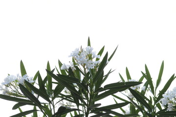 白色の花　キョウチクトウ