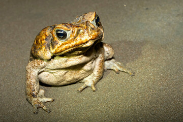 Cane Toad, Giant Neotropical Toad, Marine Toad, Rhinella marina, Marino Ballena National Park, Uvita de Osa, Puntarenas, Costa Rica, Central America, America