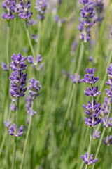 Obraz premium detail of violet blooming lavender plant