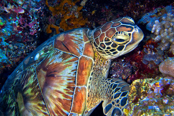 Hawksbill Sea Turtle, Eretmochelys imbricata, Bunaken National Marine Park, Bunaken, North Sulawesi, Indonesia, Asia