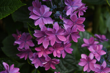ピンク色の紫陽花