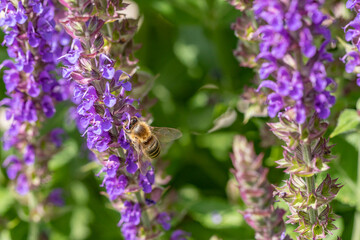 violet blooming lavender plant  with bee looking for nectar