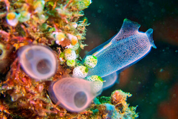 Ascidia, Tunicates, Clavelina robusta, Coral Reef, Lembeh, North Sulawesi, Indonesia, Asia