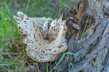 Mushrooms that grow on trees.Close-up. Soft focus