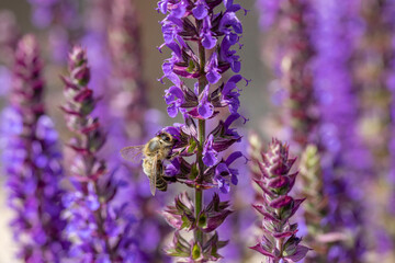 violet blooming lavender plant  with bee looking for nectar