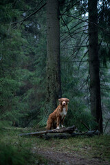 dog in the green forest. Nova Scotia Duck Tolling Retriever in nature among the trees. Walk with a pet