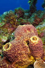 Tube Giant Sponge, Coral Reef, Caribbean Sea, Playa Giron, Cuba